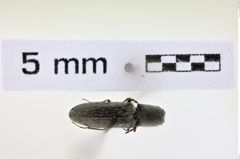 Foto (Dorsalansicht) von Limonius lanei (NHMW-ZOO-COL-0008606)